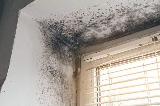 Affordable Mold Removal solutions in Parksley, VA
