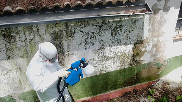 Top rated local Mold Removal specialists in Parksley, VA
